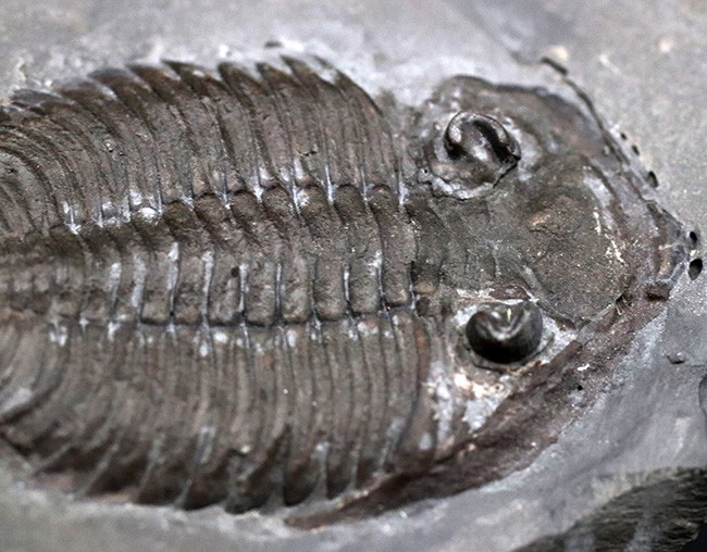 ロチェスター頁岩層の番人!米国ニューヨーク州産三葉虫ダルマニテス(Dalmanites limulurus)のマルチプレート化石(その7)