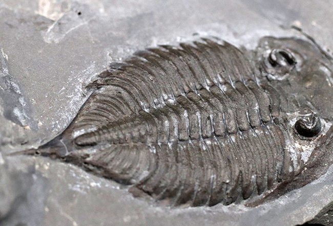 ロチェスター頁岩層の番人!米国ニューヨーク州産三葉虫ダルマニテス(Dalmanites limulurus)のマルチプレート化石(その8)