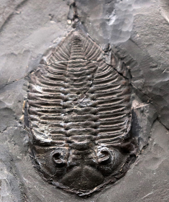 ロチェスター頁岩層の番人!米国ニューヨーク州産三葉虫ダルマニテス(Dalmanites limulurus)のマルチプレート化石(その9)