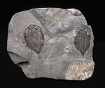 ロチェスター頁岩層の番人！米国ニューヨーク州産三葉虫ダルマニテス（Dalmanites limulurus）のマルチプレート化石