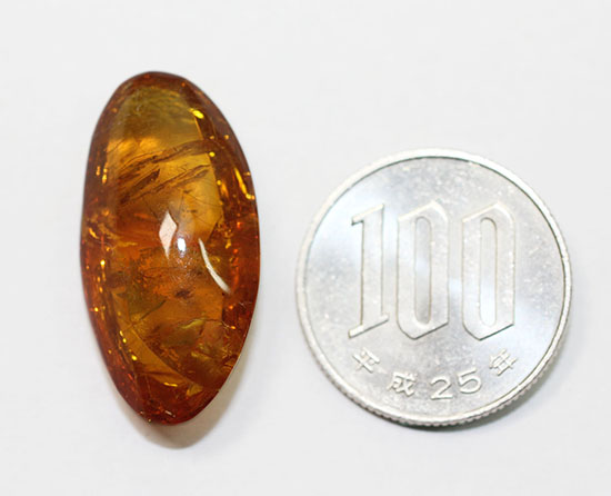 古第三紀(約3000万年前)の虫(アリ)が内包されたドミニカ産虫入り琥珀(Amber)(その10)