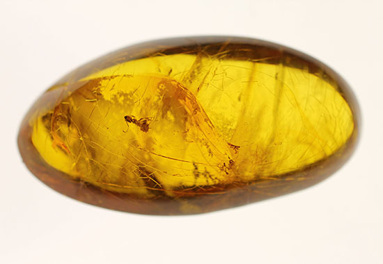 古第三紀（約３０００万年前）の虫（アリ）が内包されたドミニカ産虫入り琥珀（Amber）（その2）