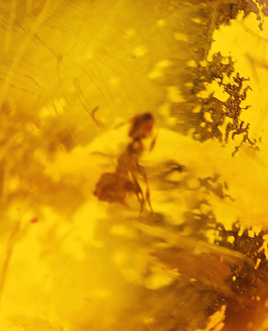 古第三紀(約3000万年前)の虫(アリ)が内包されたドミニカ産虫入り琥珀(Amber)(その3)