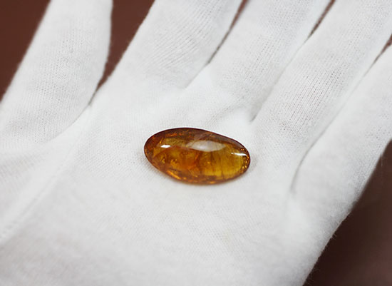 古第三紀(約3000万年前)の虫(アリ)が内包されたドミニカ産虫入り琥珀(Amber)(その4)