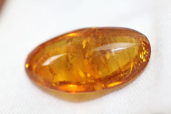 古第三紀(約3000万年前)の虫(アリ)が内包されたドミニカ産虫入り琥珀(Amber)(その5)