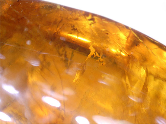 古第三紀(約3000万年前)の虫(アリ)が内包されたドミニカ産虫入り琥珀(Amber)(その7)
