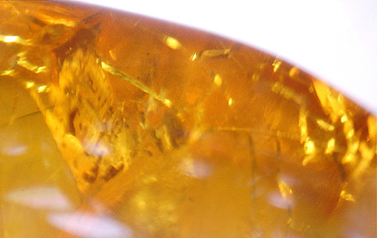 古第三紀(約3000万年前)の虫(アリ)が内包されたドミニカ産虫入り琥珀(Amber)(その9)