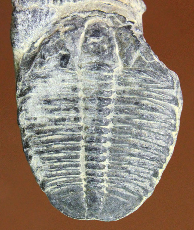 最初期(カンブリア紀)の三葉虫の一つ、米国で最も有名な三葉虫、三葉虫エルラシア・キンギ(その1)