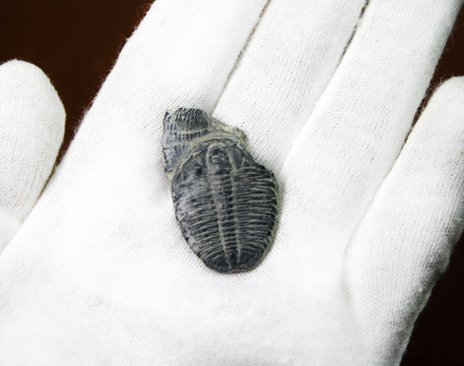 最初期(カンブリア紀)の三葉虫の一つ、米国で最も有名な三葉虫、三葉虫エルラシア・キンギ(その3)