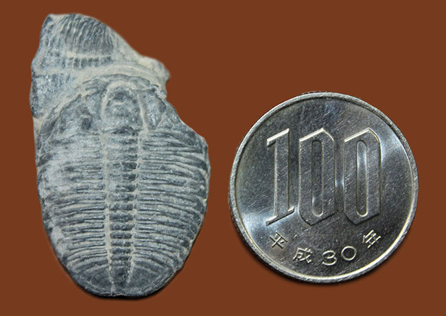 最初期（カンブリア紀）の三葉虫の一つ、米国で最も有名な三葉虫、三葉虫エルラシア・キンギ 三葉虫 販売