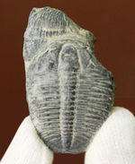 最初期（カンブリア紀）の三葉虫の一つ、米国で最も有名な三葉虫、三葉虫エルラシア・キンギ