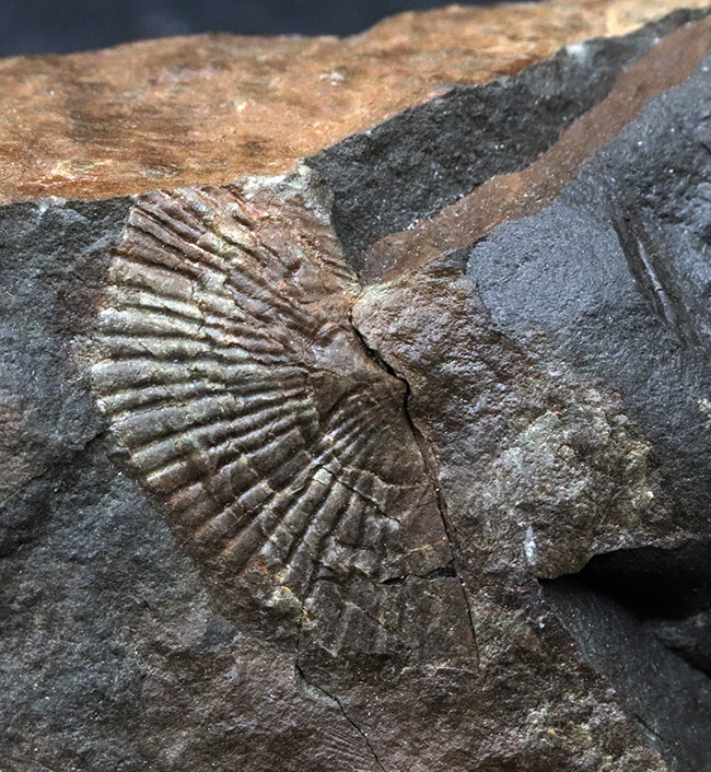 国産マニアック化石シリーズ！恐竜が誕生した頃の二枚貝、ダオネラ（Daonella）の上質化石（その1）