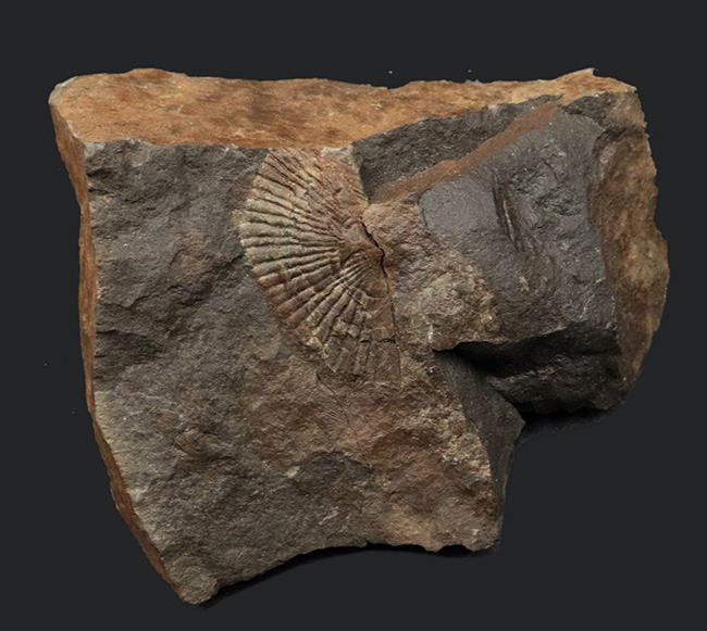 国産マニアック化石シリーズ！恐竜が誕生した頃の二枚貝、ダオネラ（Daonella）の上質化石（その2）