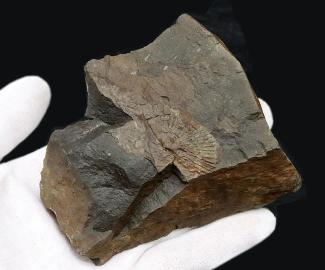国産マニアック化石シリーズ！恐竜が誕生した頃の二枚貝、ダオネラ（Daonella）の上質化石（その3）
