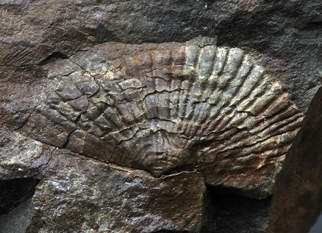 国産マニアック化石シリーズ！恐竜が誕生した頃の二枚貝、ダオネラ（Daonella）の上質化石（その4）