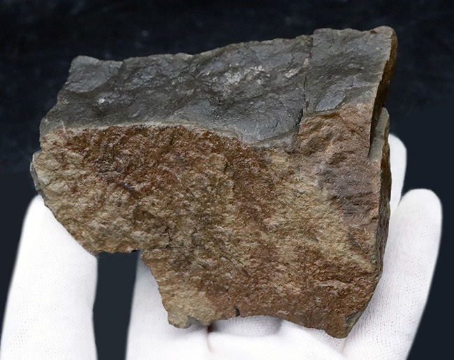 国産マニアック化石シリーズ！恐竜が誕生した頃の二枚貝、ダオネラ（Daonella）の上質化石（その5）