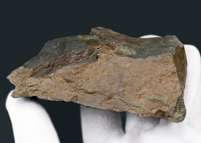 国産マニアック化石シリーズ！恐竜が誕生した頃の二枚貝、ダオネラ（Daonella）の上質化石（その6）