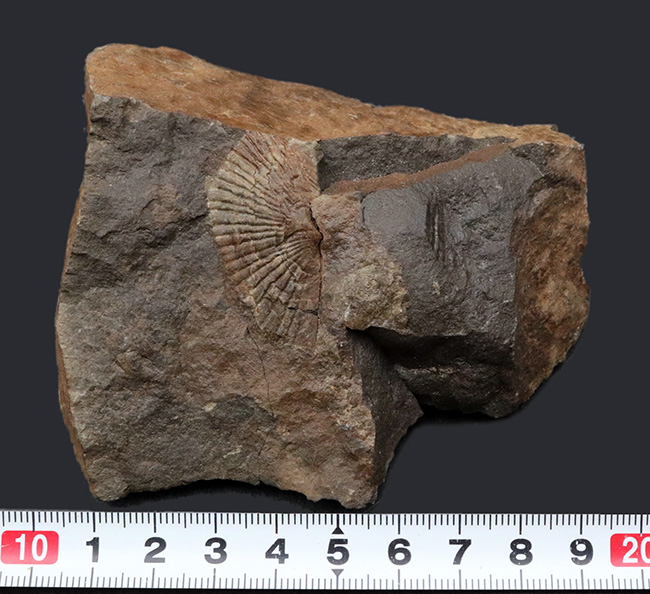 国産マニアック化石シリーズ！恐竜が誕生した頃の二枚貝、ダオネラ（Daonella）の上質化石（その7）