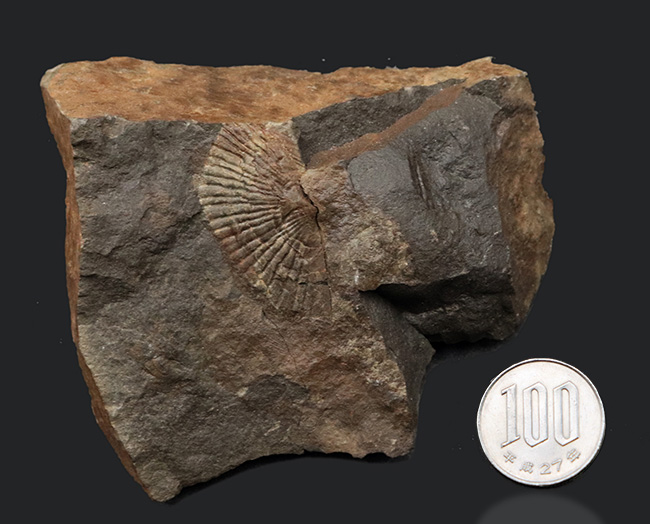 国産マニアック化石シリーズ！恐竜が誕生した頃の二枚貝、ダオネラ（Daonella）の上質化石（その8）