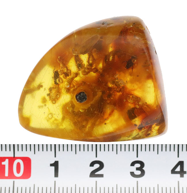 ビッグサイズ！およそ１００万年前の虫がたくさん包まれているコロンビア産コーパル（Copal）肉眼でも虫が見える！（その10）