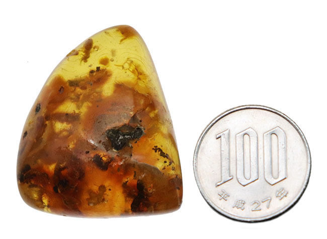 ビッグサイズ！およそ１００万年前の虫がたくさん包まれているコロンビア産コーパル（Copal）肉眼でも虫が見える！（その11）