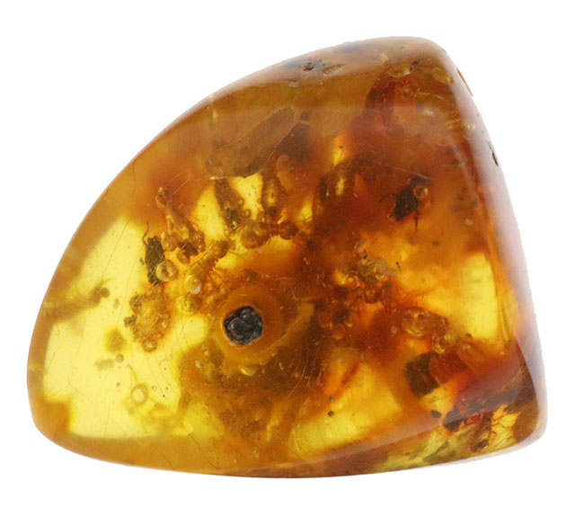 ビッグサイズ！およそ１００万年前の虫がたくさん包まれているコロンビア産コーパル（Copal）肉眼でも虫が見える！（その2）