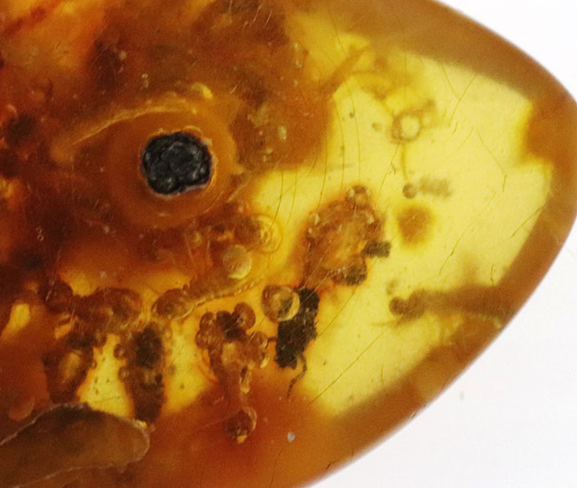 ビッグサイズ！およそ１００万年前の虫がたくさん包まれているコロンビア産コーパル（Copal）肉眼でも虫が見える！（その3）