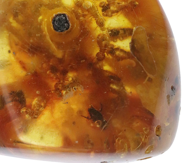 ビッグサイズ！およそ１００万年前の虫がたくさん包まれているコロンビア産コーパル（Copal）肉眼でも虫が見える！（その4）