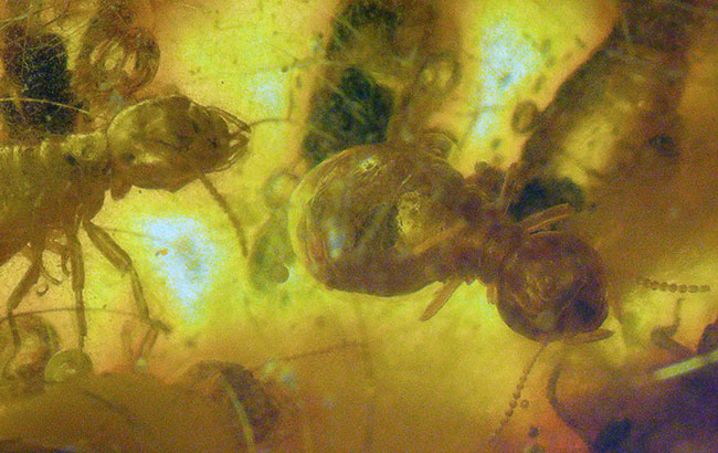 ビッグサイズ！およそ１００万年前の虫がたくさん包まれているコロンビア産コーパル（Copal）肉眼でも虫が見える！（その7）