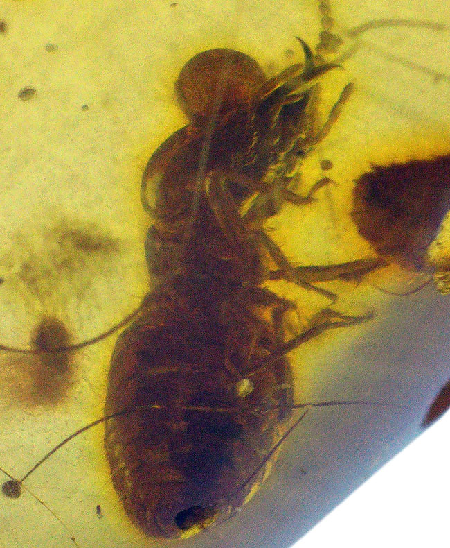 ビッグサイズ！およそ１００万年前の虫がたくさん包まれているコロンビア産コーパル（Copal）肉眼でも虫が見える！（その8）