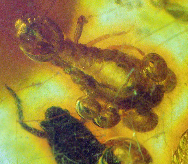 ビッグサイズ！およそ１００万年前の虫がたくさん包まれているコロンビア産コーパル（Copal）肉眼でも虫が見える！（その9）