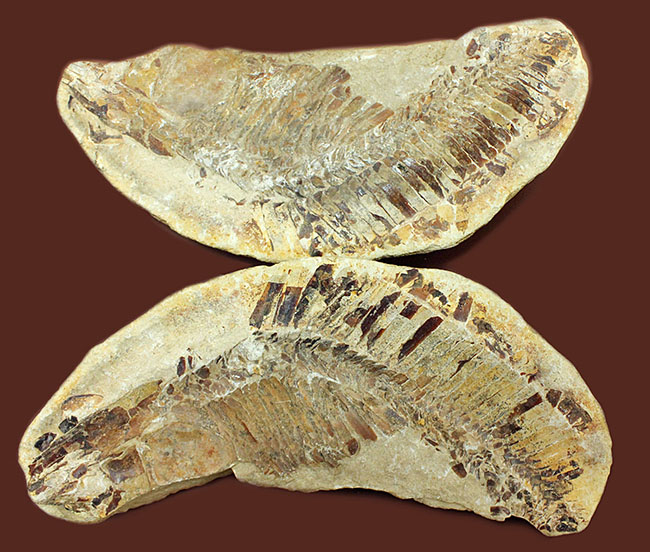 ブラジル・セアラ州産サンタナフォーメーション産の古代魚ヴィンクティフェルのノジュール化石（その1）