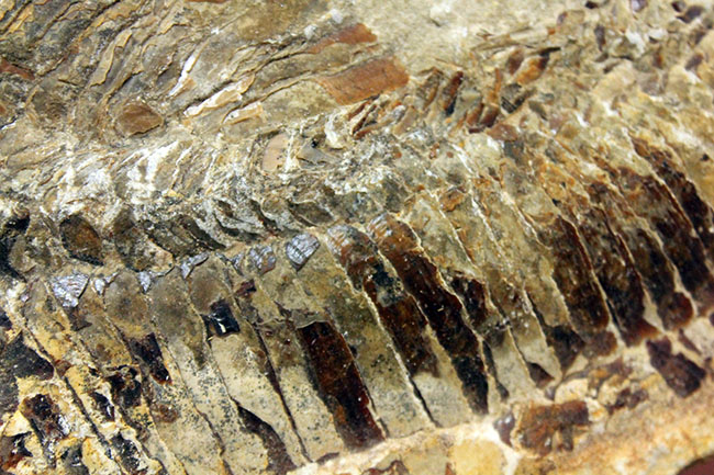 ブラジル・セアラ州産サンタナフォーメーション産の古代魚ヴィンクティフェルのノジュール化石（その10）