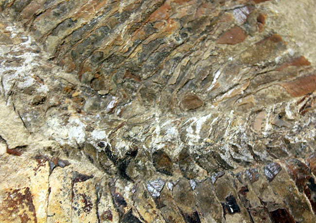 ブラジル・セアラ州産サンタナフォーメーション産の古代魚ヴィンクティフェルのノジュール化石(その11)