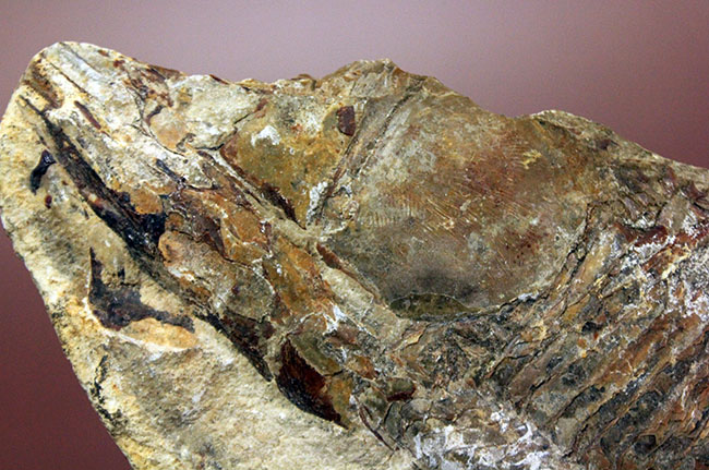 ブラジル・セアラ州産サンタナフォーメーション産の古代魚ヴィンクティフェルのノジュール化石(その12)