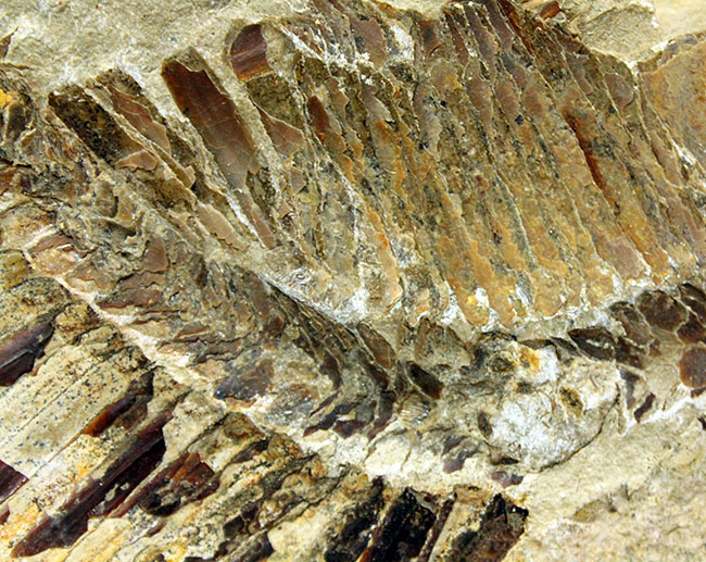 ブラジル・セアラ州産サンタナフォーメーション産の古代魚ヴィンクティフェルのノジュール化石(その13)