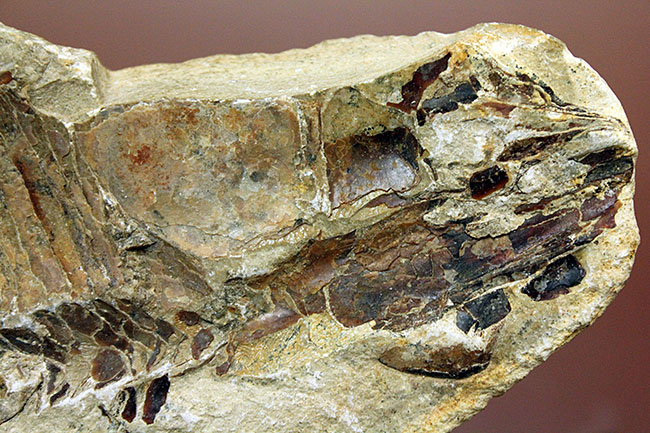 ブラジル・セアラ州産サンタナフォーメーション産の古代魚ヴィンクティフェルのノジュール化石（その14）