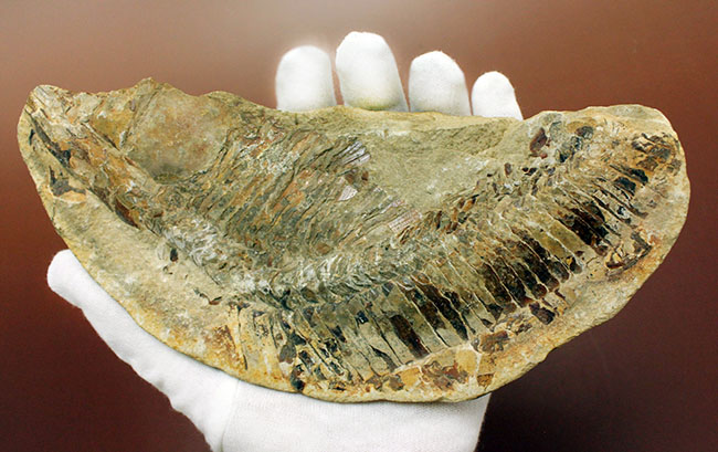 ブラジル・セアラ州産サンタナフォーメーション産の古代魚ヴィンクティフェルのノジュール化石（その15）