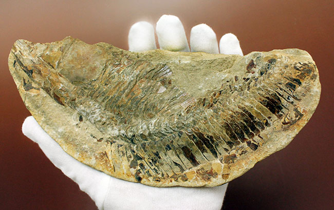 ブラジル・セアラ州産サンタナフォーメーション産の古代魚ヴィンクティフェルのノジュール化石(その15)