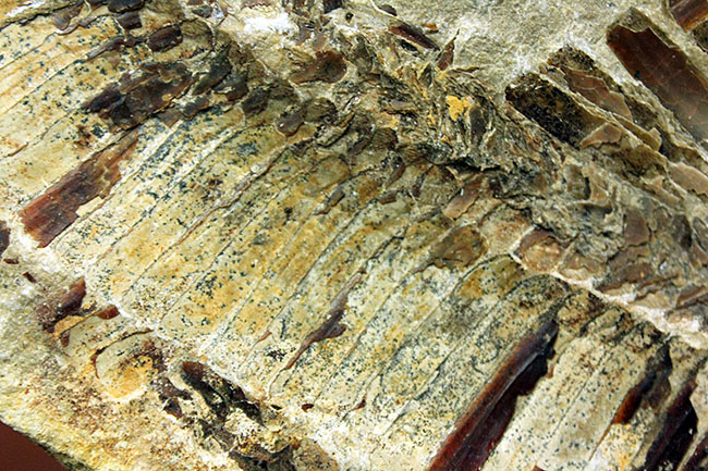 ブラジル・セアラ州産サンタナフォーメーション産の古代魚ヴィンクティフェルのノジュール化石（その16）