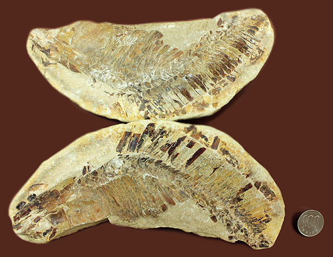 ブラジル・セアラ州産サンタナフォーメーション産の古代魚ヴィンクティフェルのノジュール化石（その17）