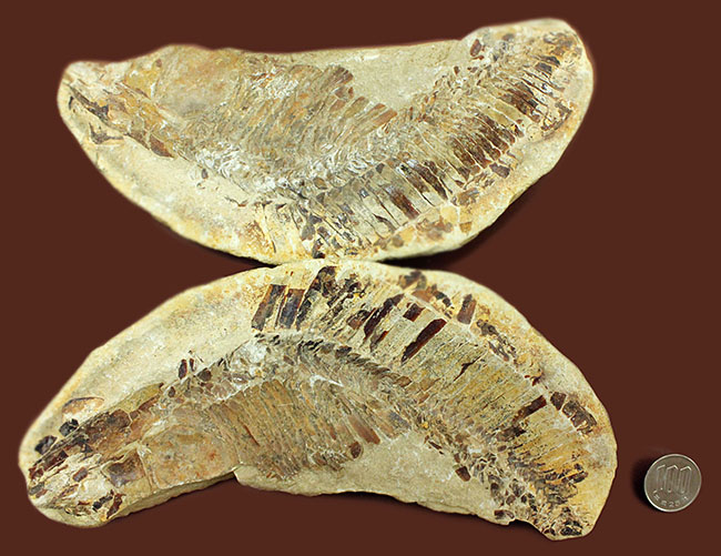 ブラジル・セアラ州産サンタナフォーメーション産の古代魚ヴィンクティフェルのノジュール化石(その17)