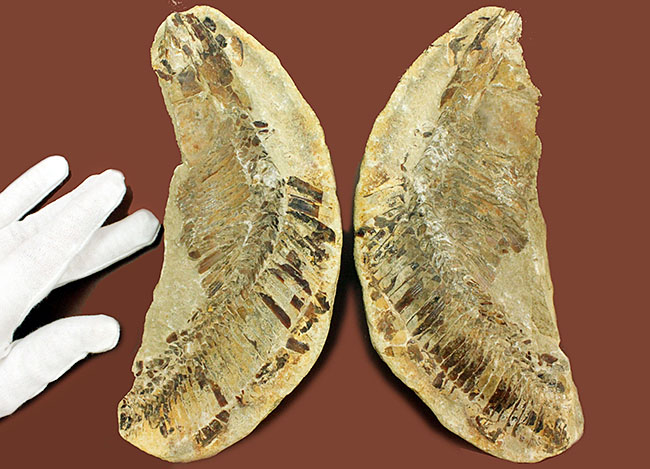 ブラジル・セアラ州産サンタナフォーメーション産の古代魚ヴィンクティフェルのノジュール化石（その2）