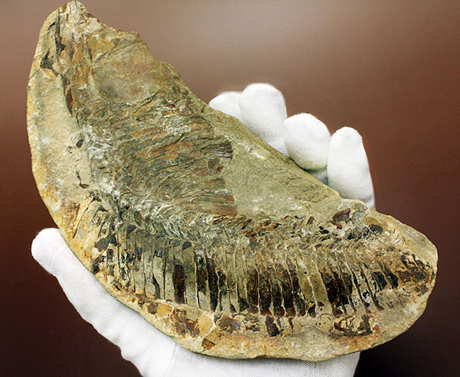 ブラジル・セアラ州産サンタナフォーメーション産の古代魚ヴィンクティフェルのノジュール化石（その3）