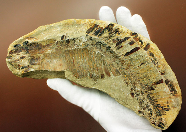 ブラジル・セアラ州産サンタナフォーメーション産の古代魚ヴィンクティフェルのノジュール化石（その4）