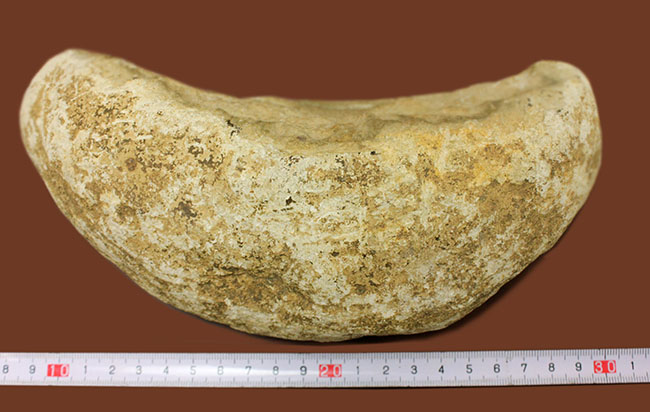 ブラジル・セアラ州産サンタナフォーメーション産の古代魚ヴィンクティフェルのノジュール化石（その5）