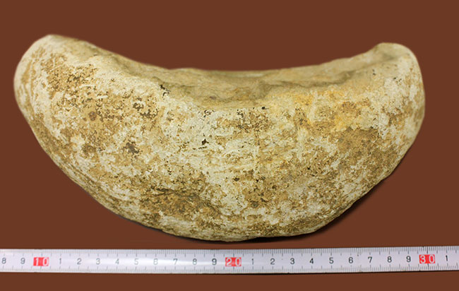 ブラジル・セアラ州産サンタナフォーメーション産の古代魚ヴィンクティフェルのノジュール化石(その5)