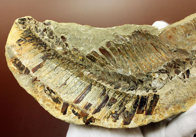 ブラジル・セアラ州産サンタナフォーメーション産の古代魚ヴィンクティフェルのノジュール化石（その7）