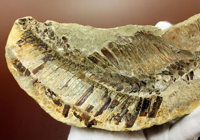 ブラジル・セアラ州産サンタナフォーメーション産の古代魚ヴィンクティフェルのノジュール化石(その7)
