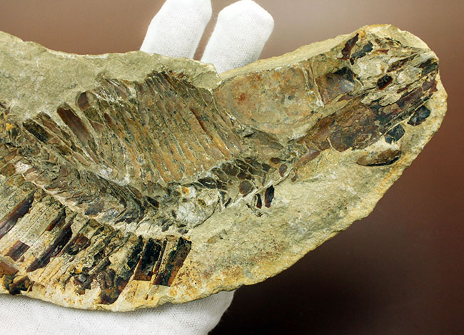 ブラジル・セアラ州産サンタナフォーメーション産の古代魚ヴィンクティフェルのノジュール化石（その8）
